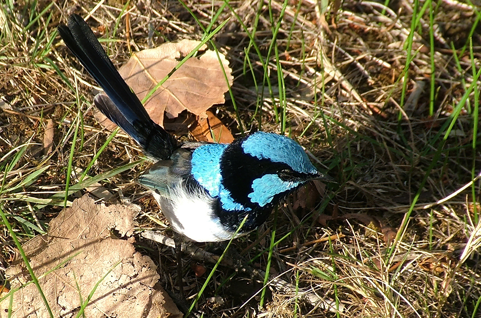 A male Blue Wren or more correctly superb fairy-wren in full breeding plumage at Grampians Paradise Camping and Caravan Parkland